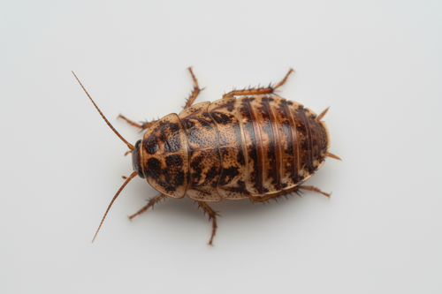 dubia roach